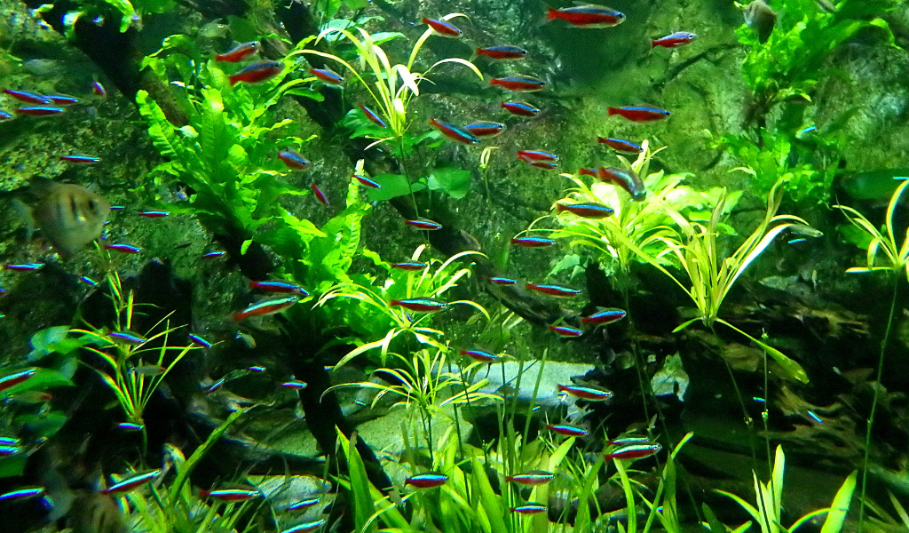 EZaquariums